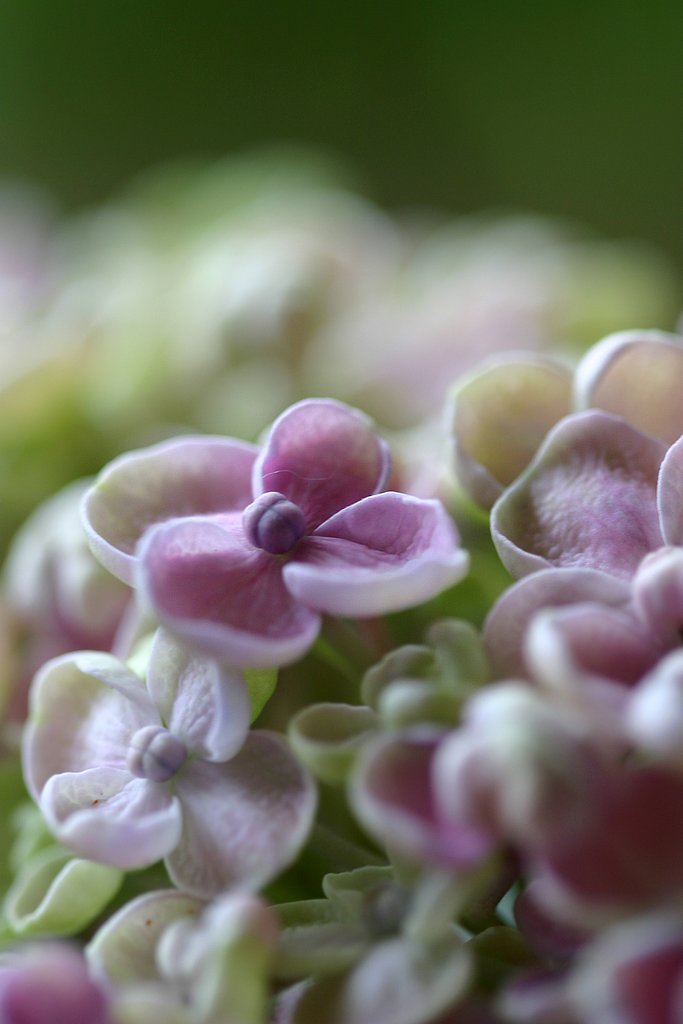 CANON EF100mm macro