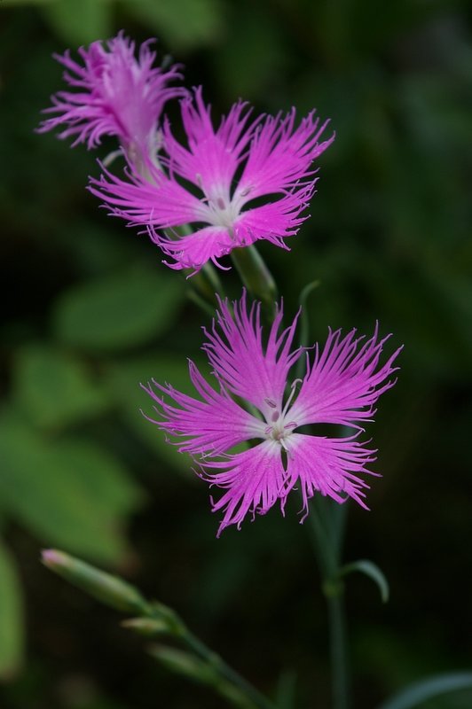 三段花火