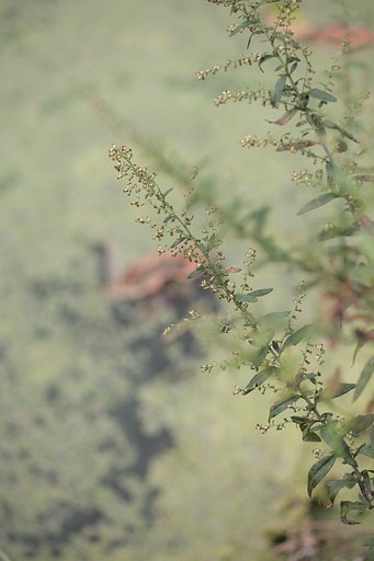 CONTAX645 Apo-Makro-Planar 4/120 