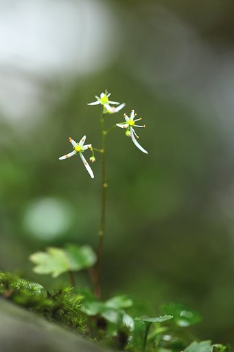 大文字草