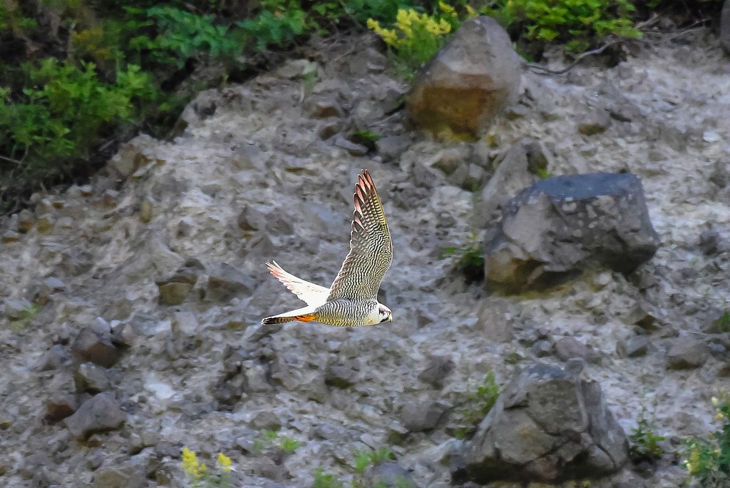 ハヤブサ北海道