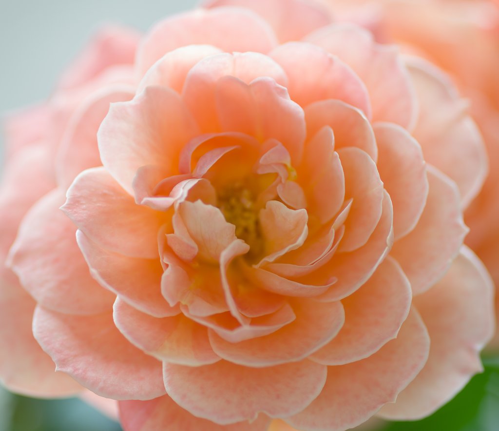 PENTAX-D FA MACRO 100mm F2.8