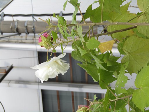 🌹が咲いた　寂しかった僕の部屋に🌹が咲いた
