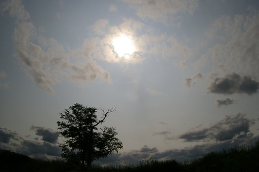 ふたりの木〜初夏