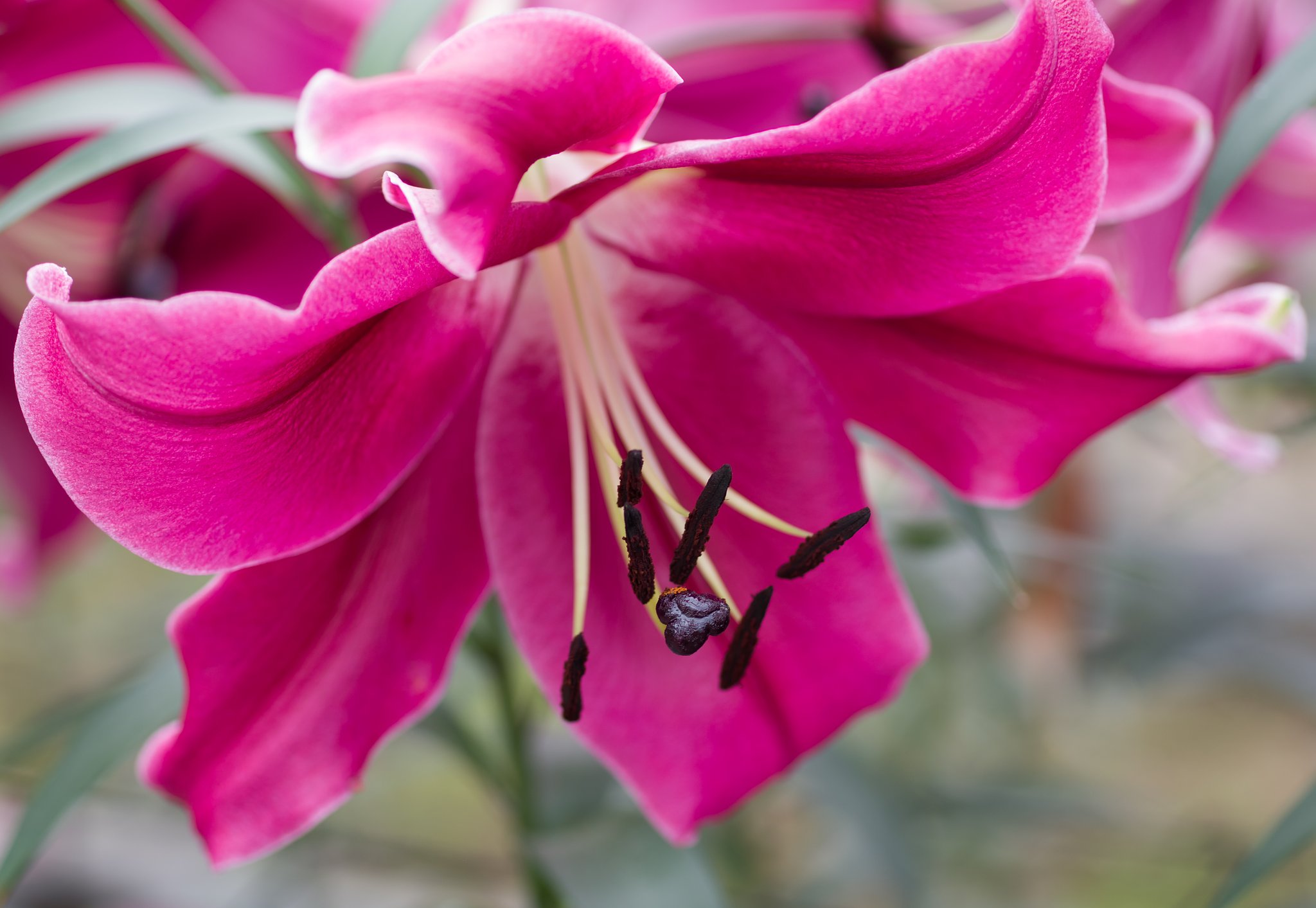 SIGMA MACRO 70mm F2.8