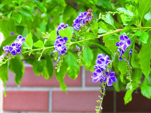 🌼命🌼　命輝く瞬間を切り取りました
