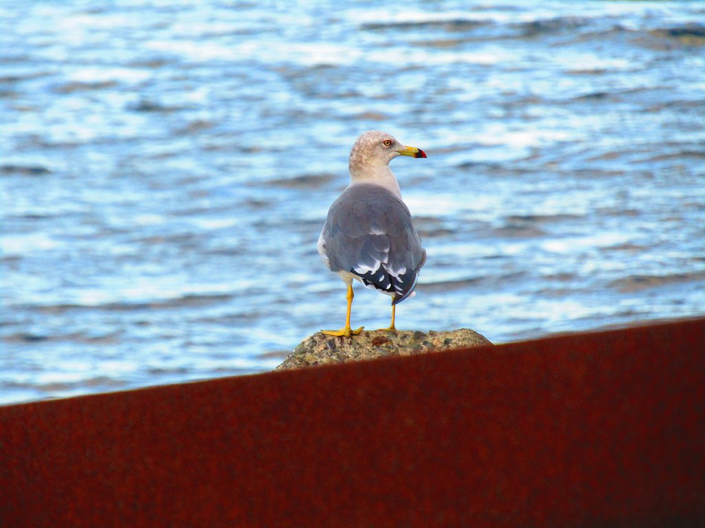 海鳥は大きな海がが大好きなんです　