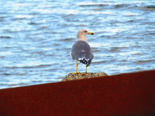 海鳥は大きな海がが大好きなんです　