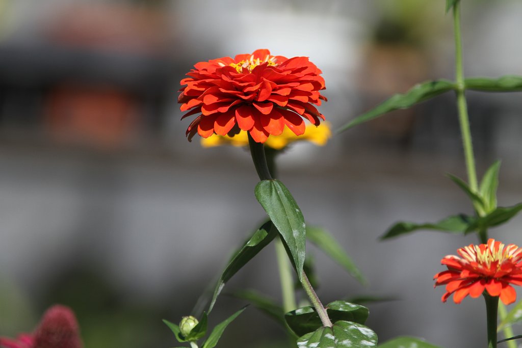 百日草