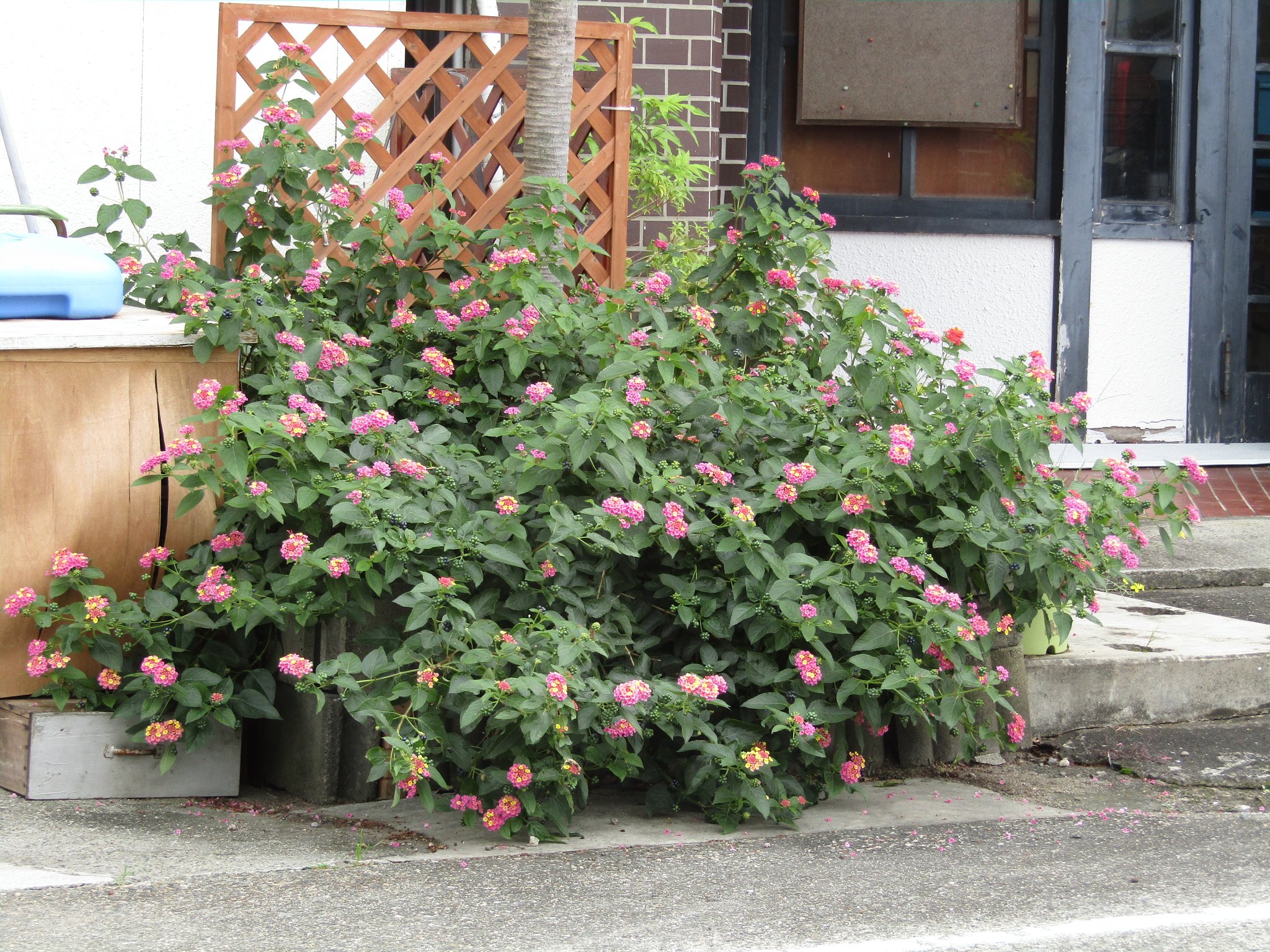 🌼は団体がいいんです、、納得です