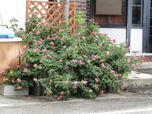 🌼は団体がいいんです、、納得です