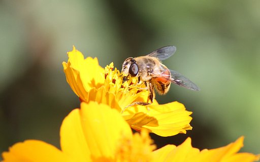 昆虫の同定できません？