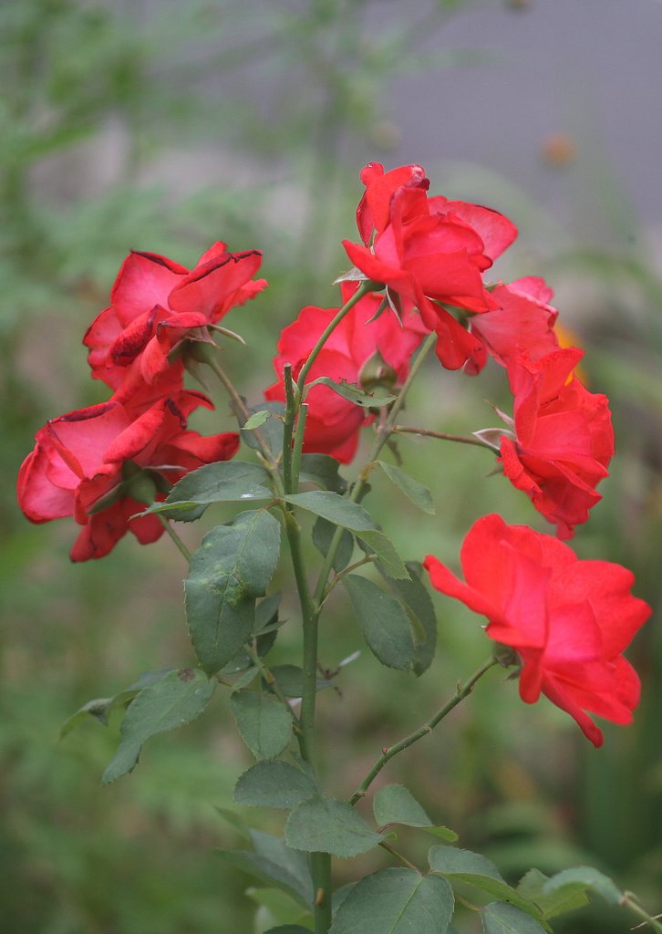 薔薇の花