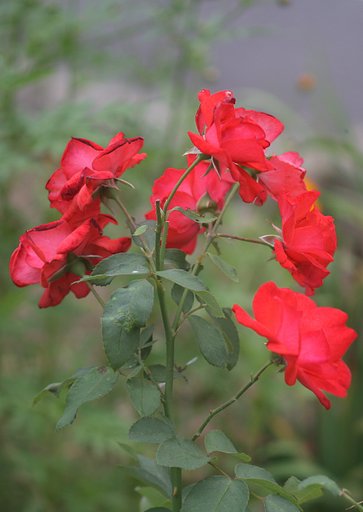 薔薇の花
