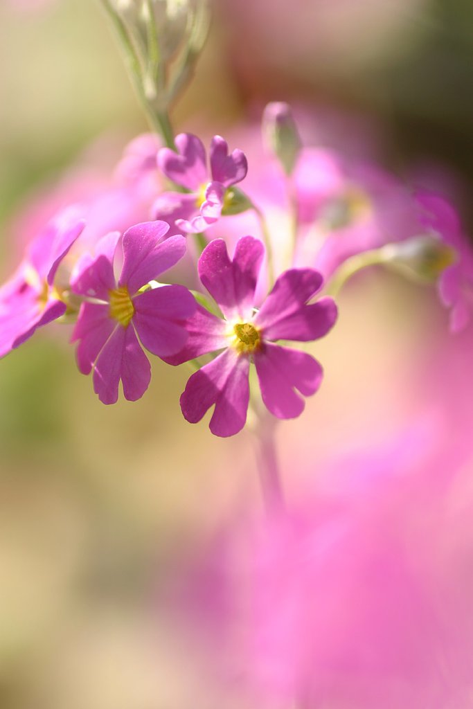 primrose
