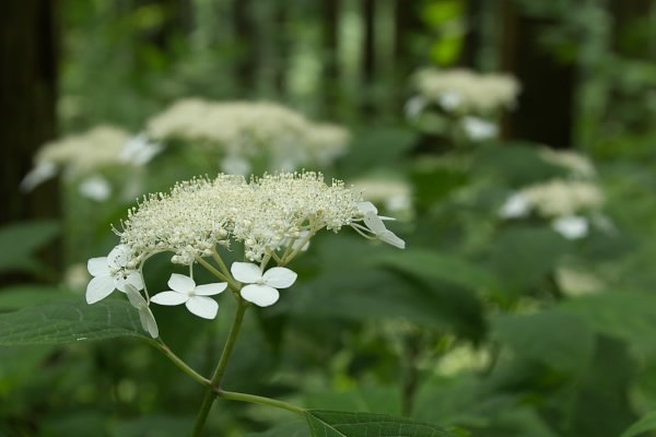 山アジサイ