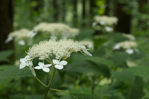 山アジサイ