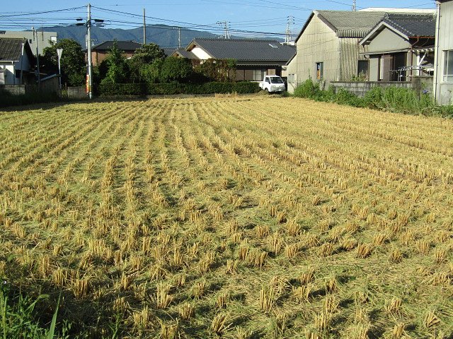 新米が美味しいんです
