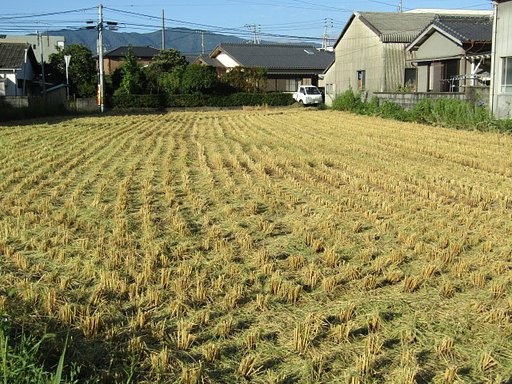 新米が美味しいんです