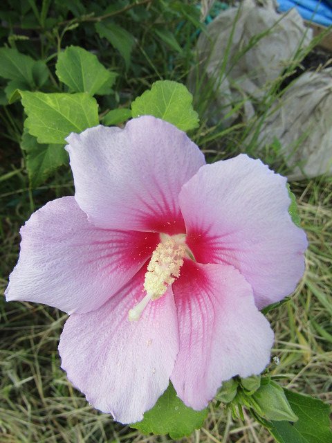 桃色吐息綺麗な花を
