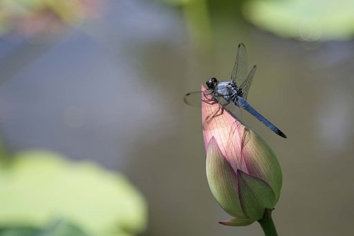 蓮池