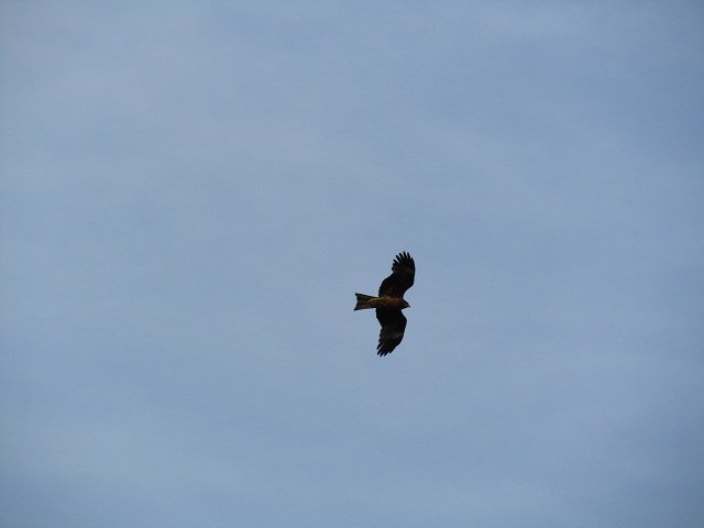 鳴門海峡を優雅に滑空