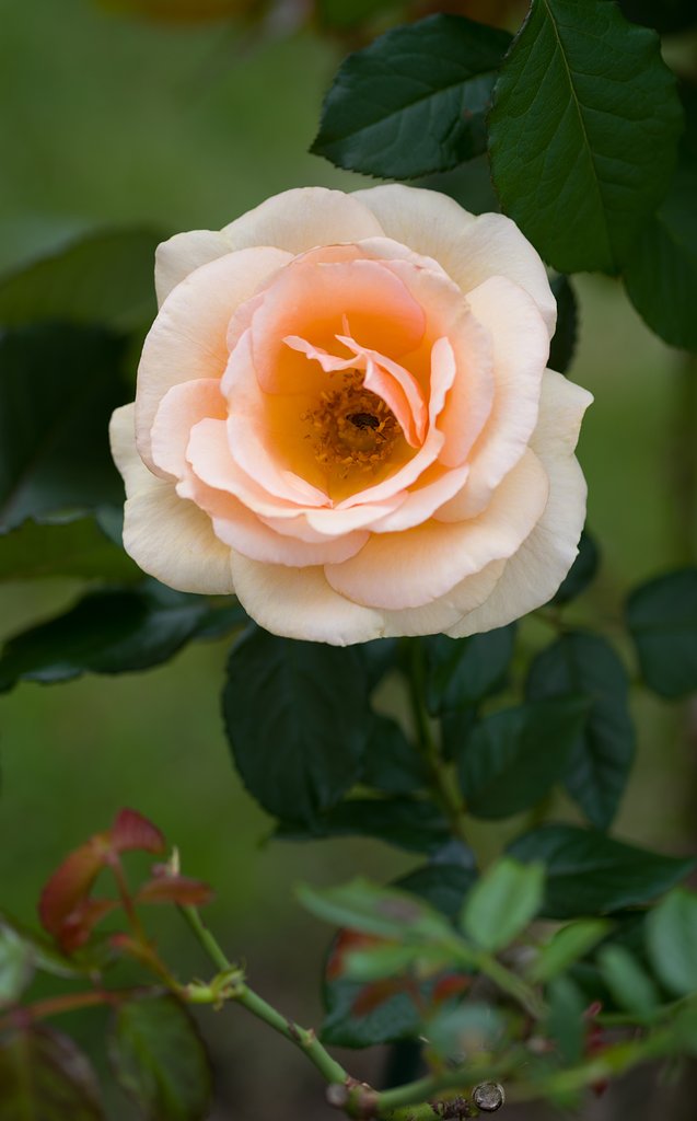 SIGMA MACRO 70mm F2.8