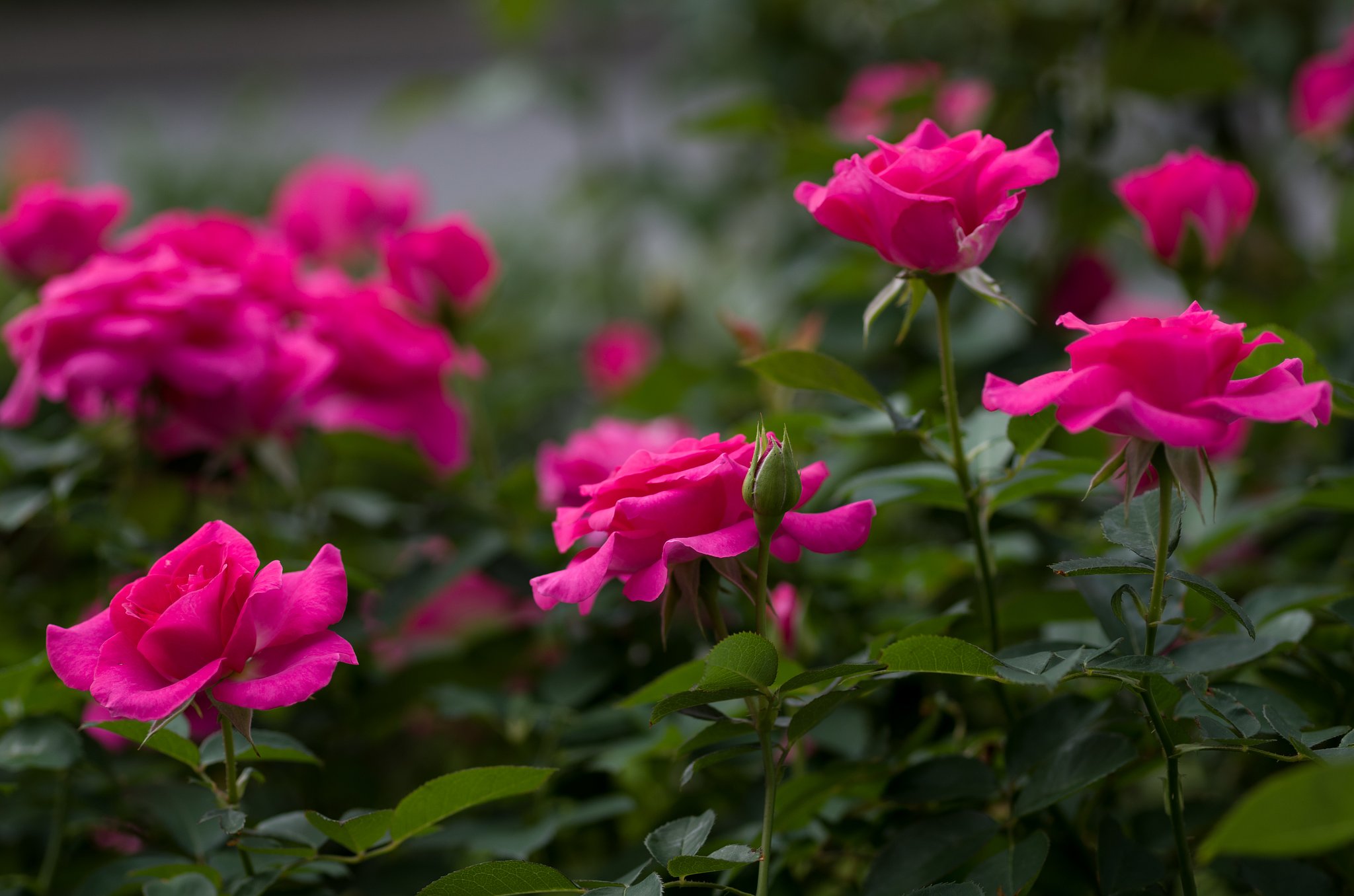 SIGMA MACRO 70mm F2.8