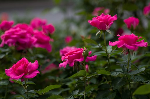 SIGMA MACRO 70mm F2.8