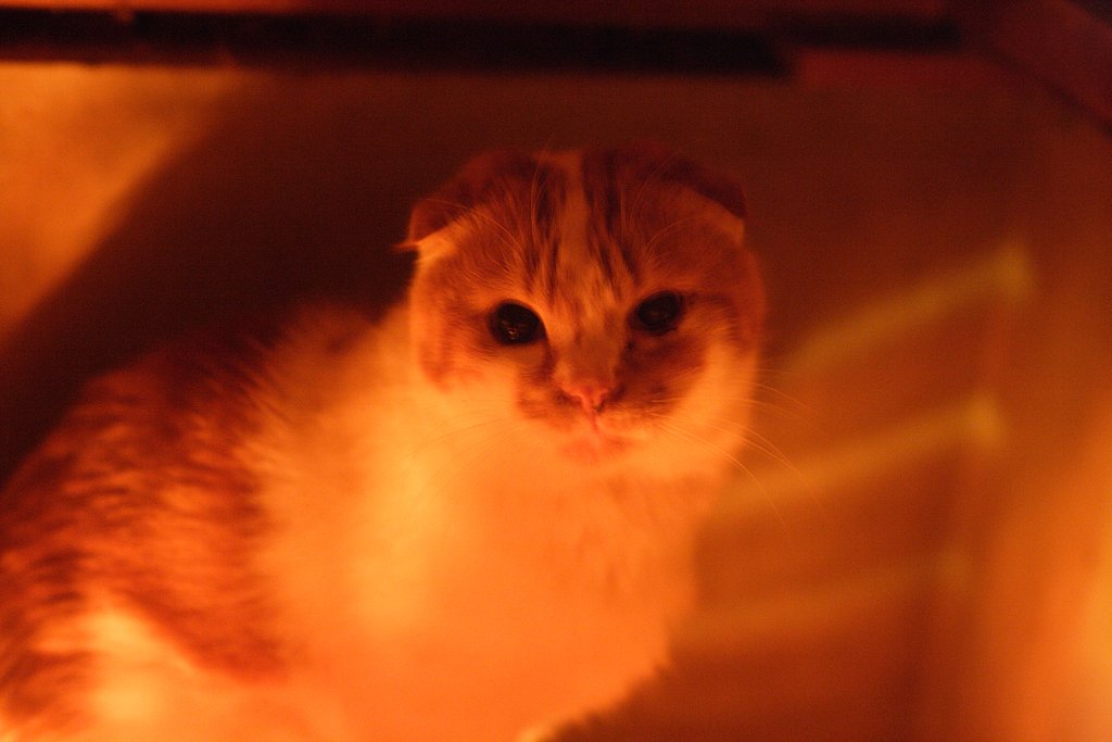 In the KOTATSU.