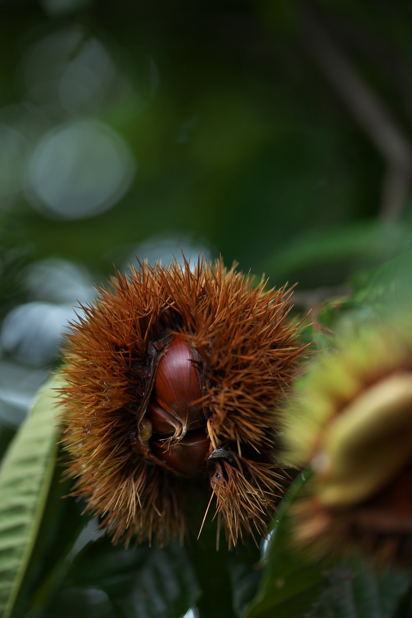 SP 90mm F/2.8 Di MACRO 