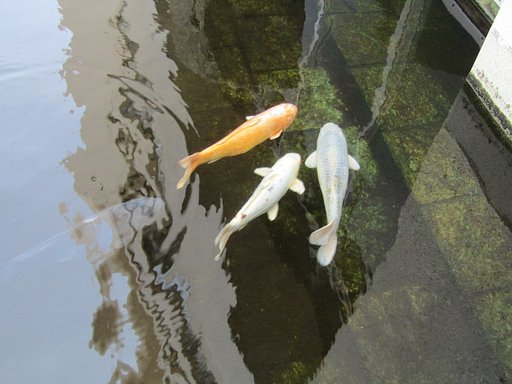 錦鯉が優雅におよいでいます
