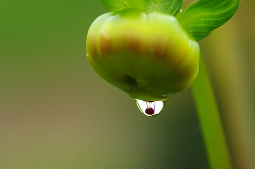水中花