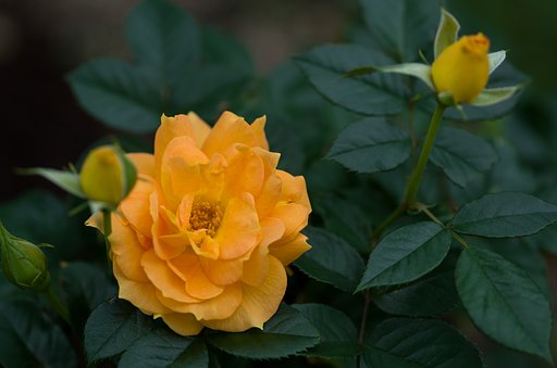 SIGMA MACRO 70mm F2.8
