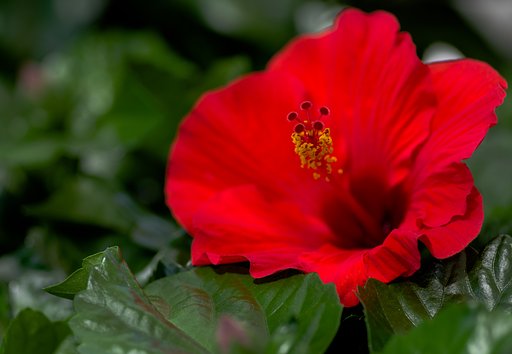PENTAX-D FA MACRO 100mm F2.8