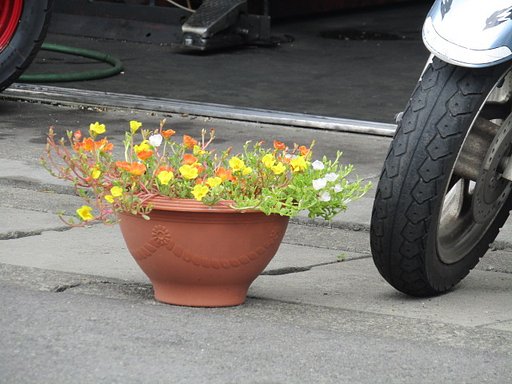 可愛い花が見つかりました