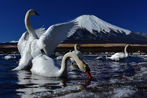 白のコントラスト