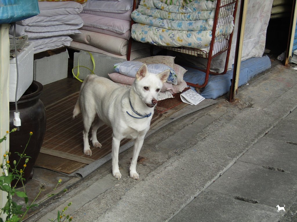 犬のお仕事は御主人様の散歩のお供なんです