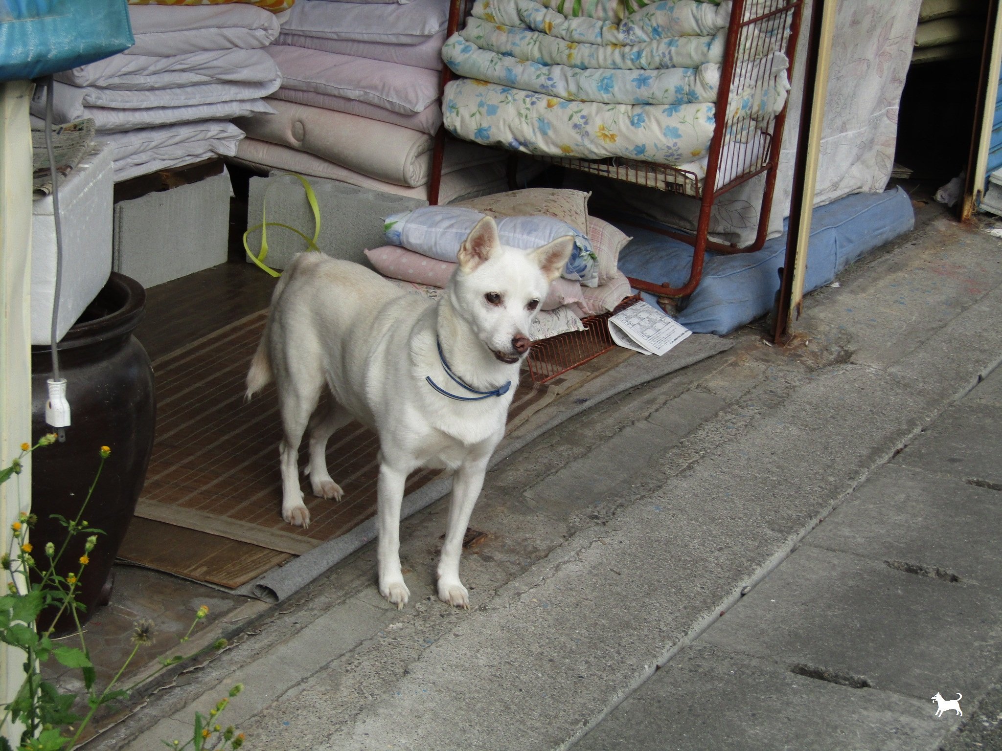 犬のお仕事は御主人様の散歩のお供なんです