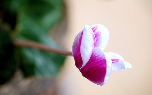 Canon  EF100㎜ｆ/2.8　macro　
