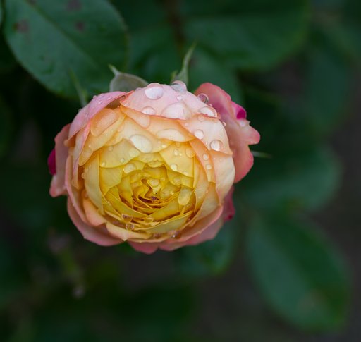PENTAX-D FA MACRO 100mm F2.8