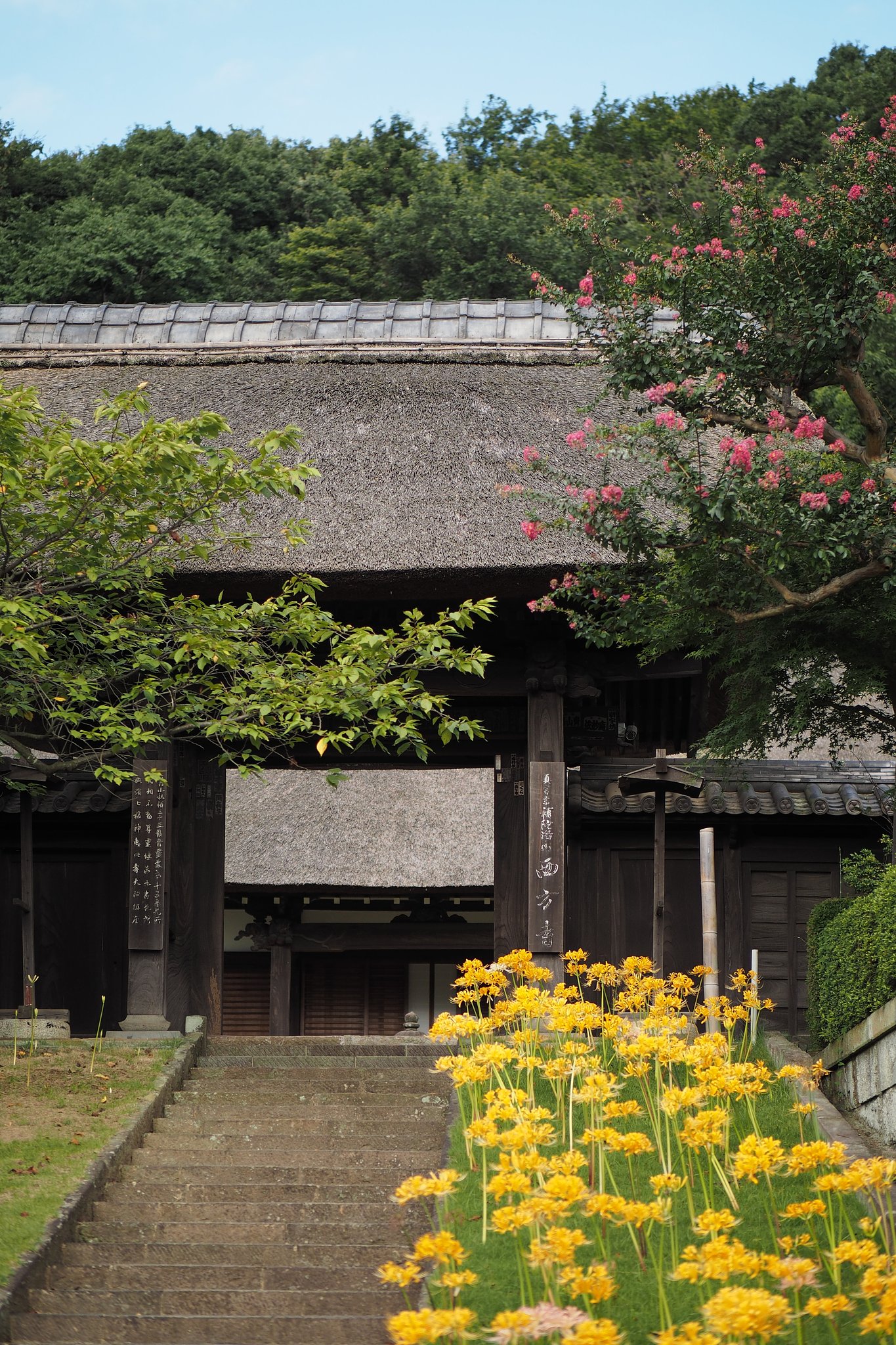 黄色い彼岸花