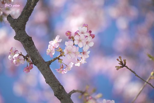 Otus 85mm F1.4 ZF2