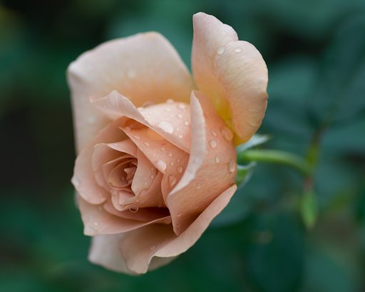 PENTAX-D FA MACRO 100mm F2.8