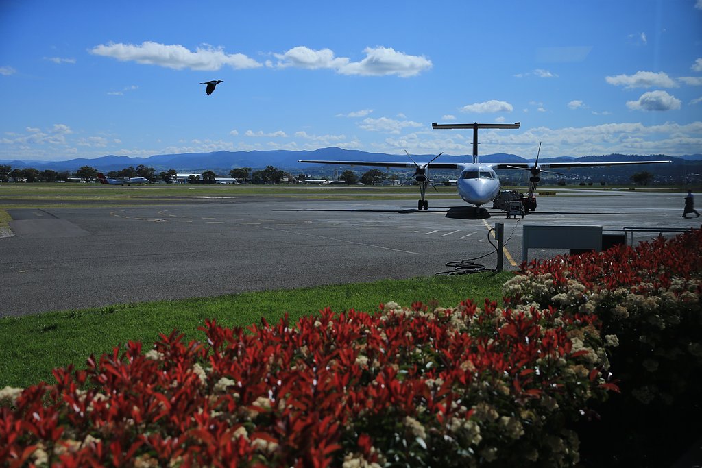 翔ぶ鳥と飛行機