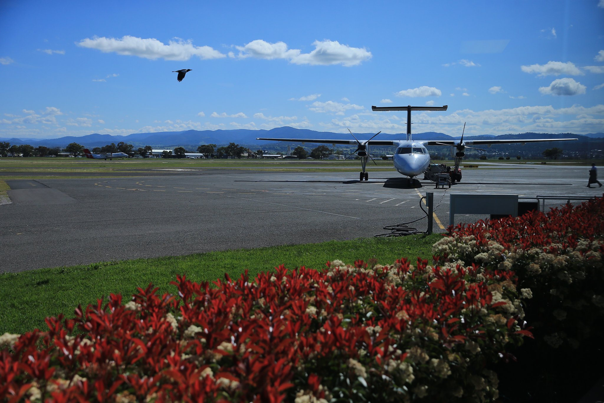 翔ぶ鳥と飛行機