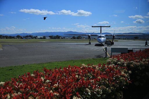 翔ぶ鳥と飛行機