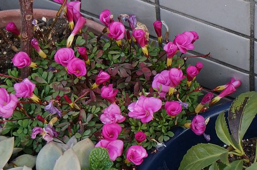 はてな　の花