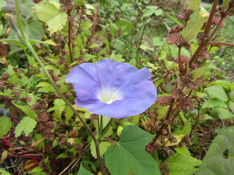 綺麗な朝顔に遭遇しました