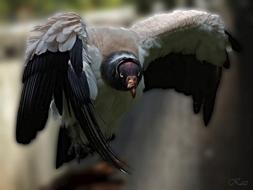 コンドルは飛んで来る♪